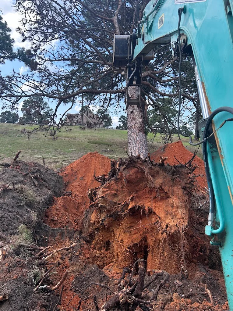 Excavator removing a tree stump with exposed root system