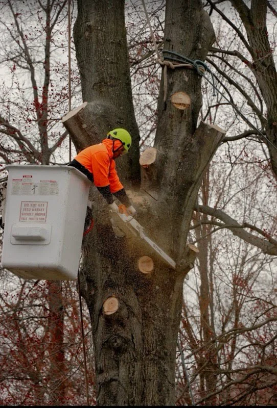 Crew member cutting sections from a large tree trunk