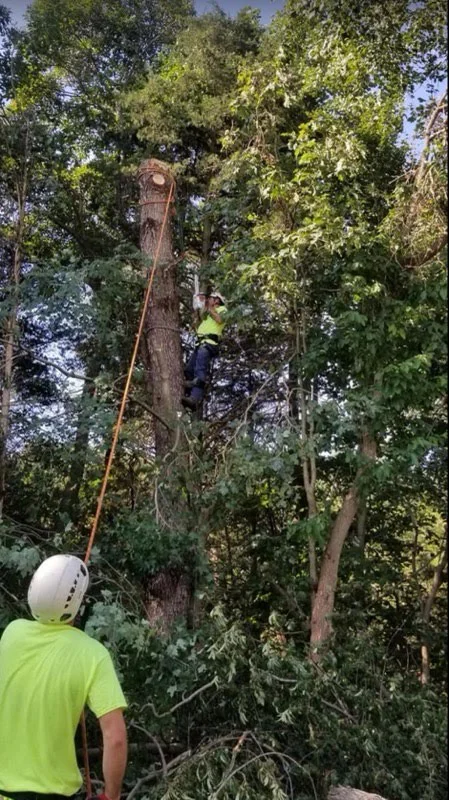 Crew member working high in a tree with ground crew below