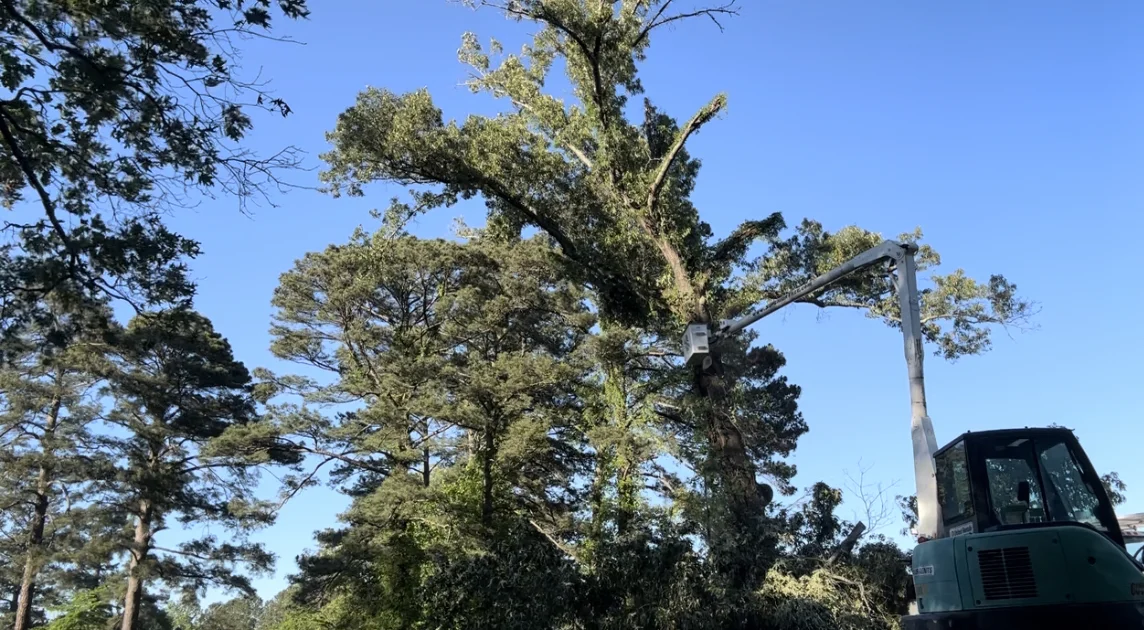 Bucket truck reaching tall trees for trimming work