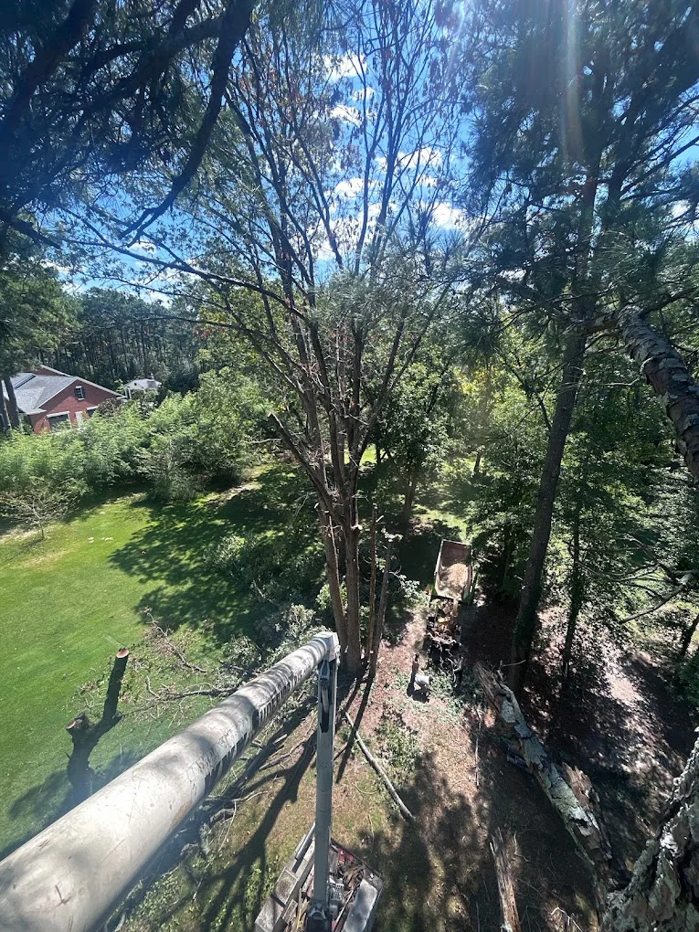 Elevated view from crane arm during residential tree removal