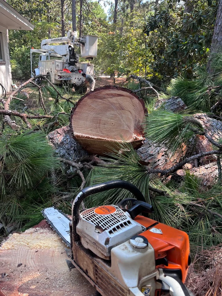 Freshly cut pine tree cross-section with chainsaw and bucket truck in background