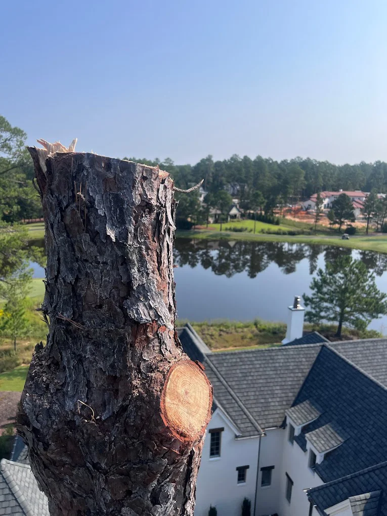 Cut tree trunk above a residential roofline during tree removal
