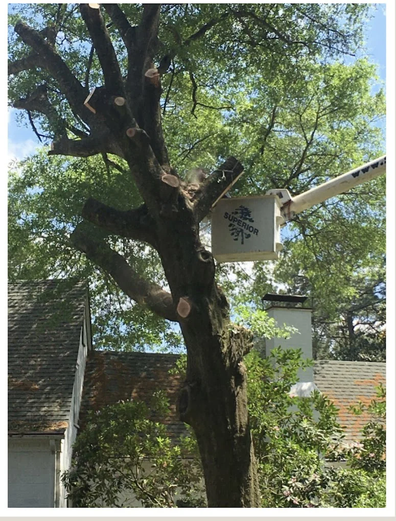 Large tree beside a home during trimming or removal work